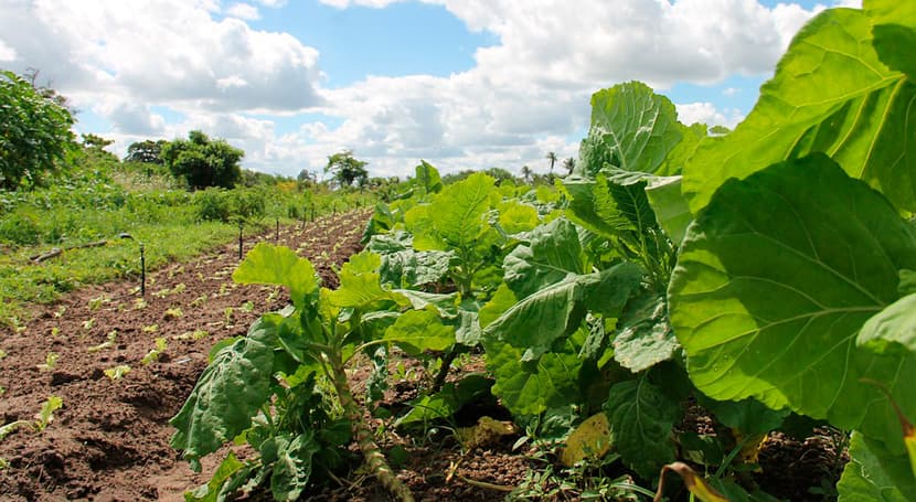 Digitilalizacion, Big Data y Ciberseguridad en el sector de la agricultura de regadío