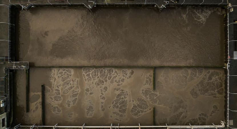 Cúrcuma y ruibarbo podrían ayudar a combatir bacterias resistentes presentes en aguas residuales