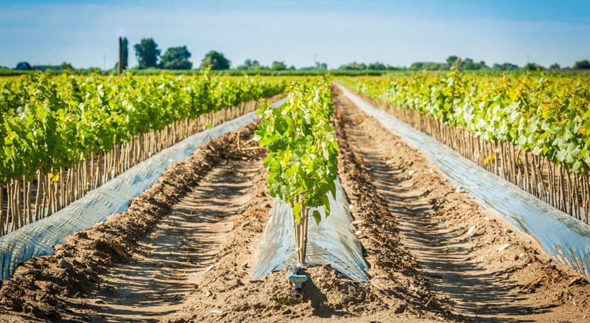 El gobierno de Castilla-La Mancha publica en el DOCM el Plan Director de Nuevos Regadíos