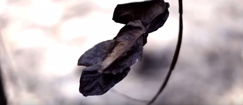 El 70% del territorio maulino en Chile tiene algún grado de desertificación